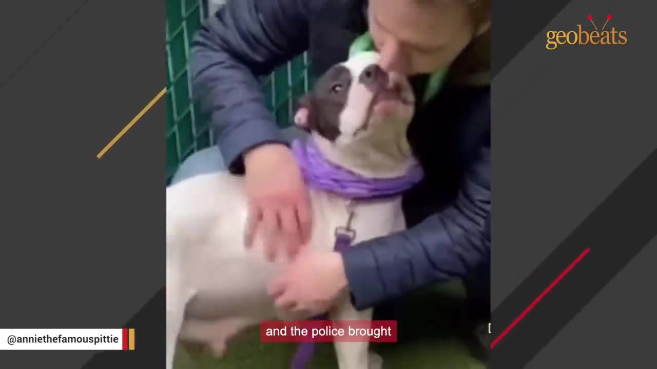 A black and white dog with a purple leash is being comforted by a person outdoors near a green chain-link fence, showing visible signs of recently nursing.