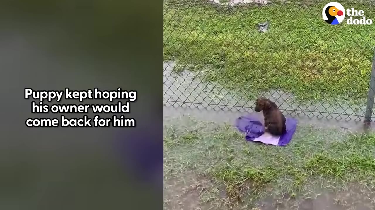 A small brown puppy sits alone on a purple cloth next to a chain-link fence in a wet, grassy field.