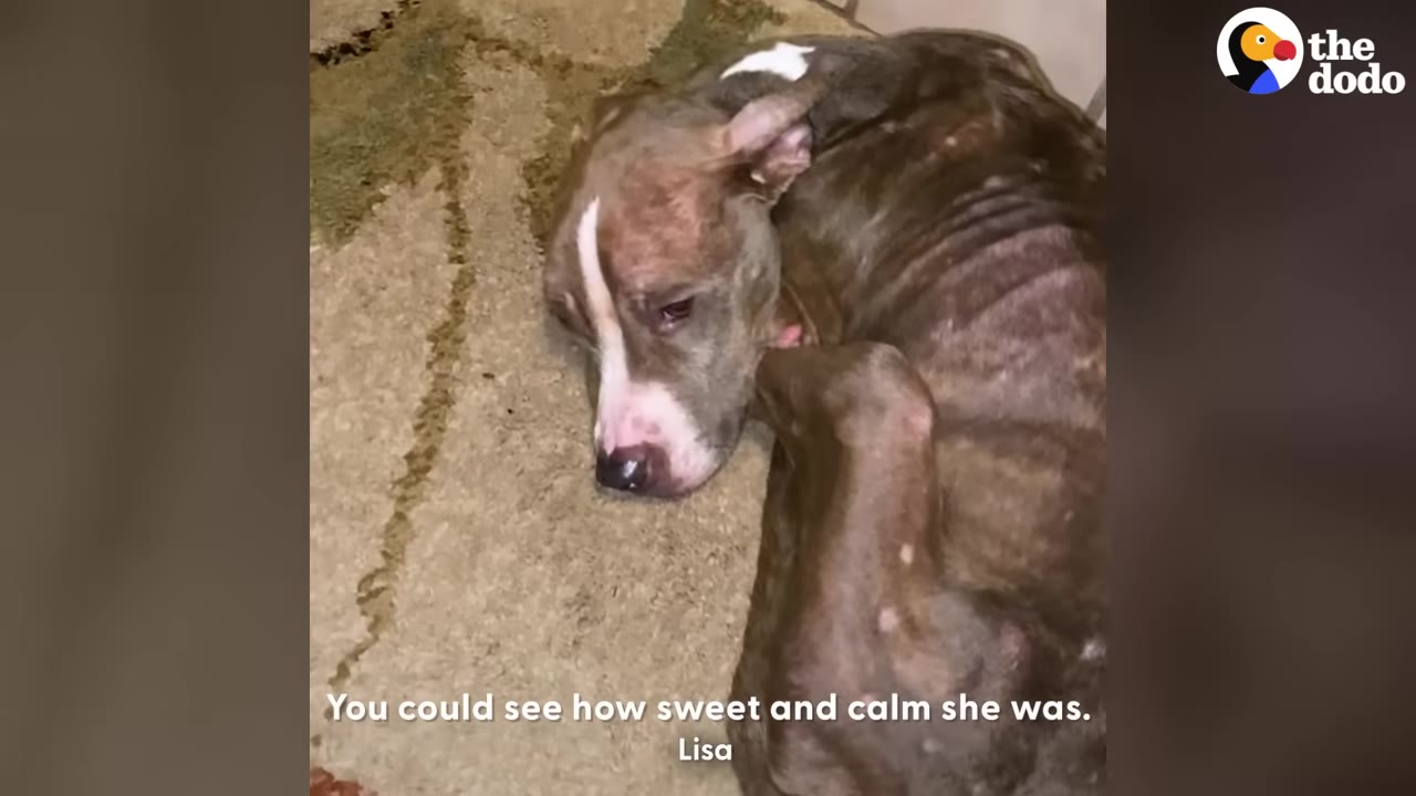 A thin, brown and white pit bull lies curled up on a rug, looking up with a calm and gentle expression.