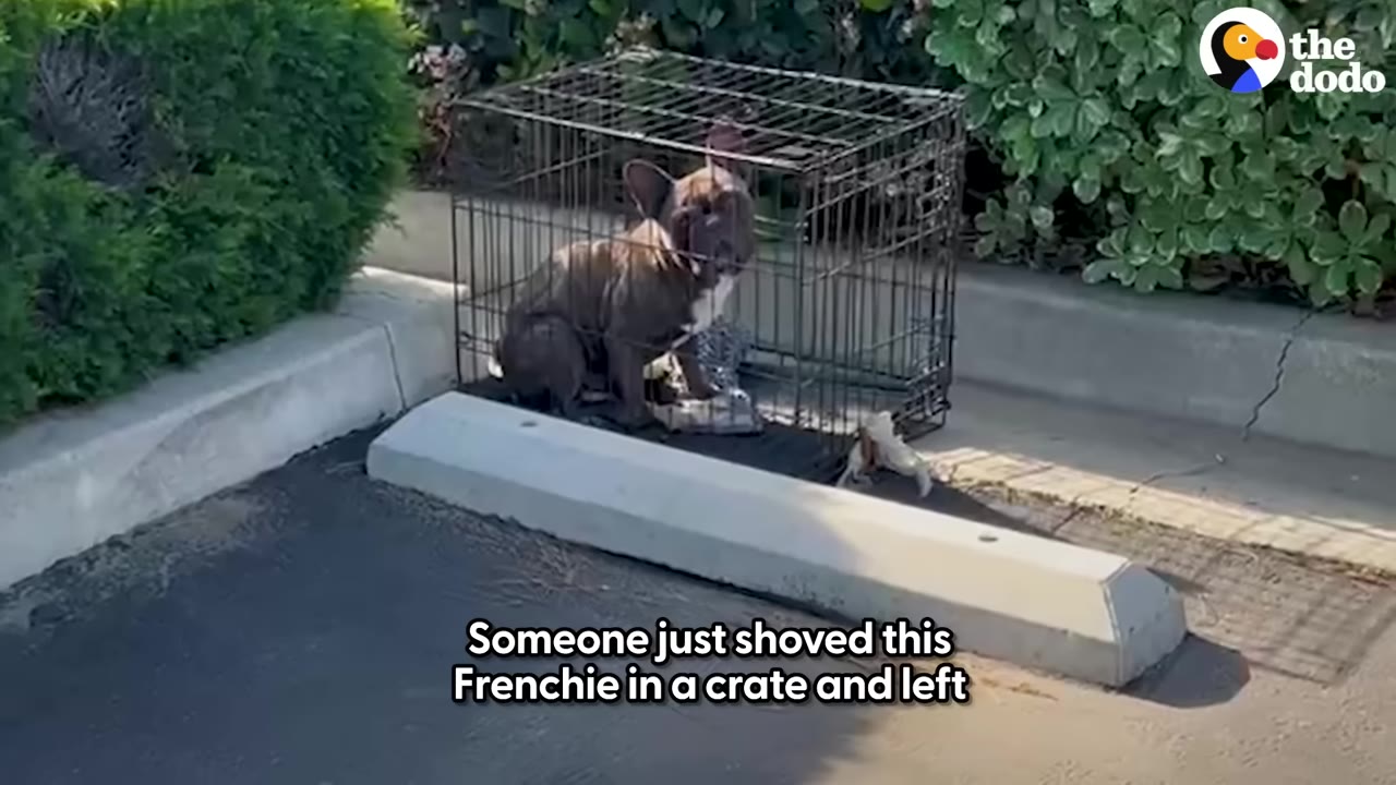 A small brown French Bulldog sits inside a wire crate abandoned next to a parking space curb and green bushes.