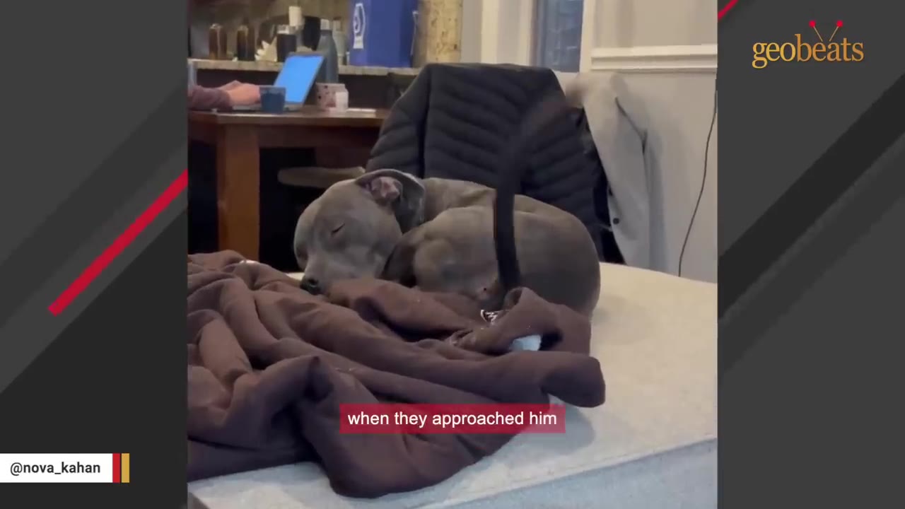 A small grey dog curled up asleep on a brown blanket on a couch.