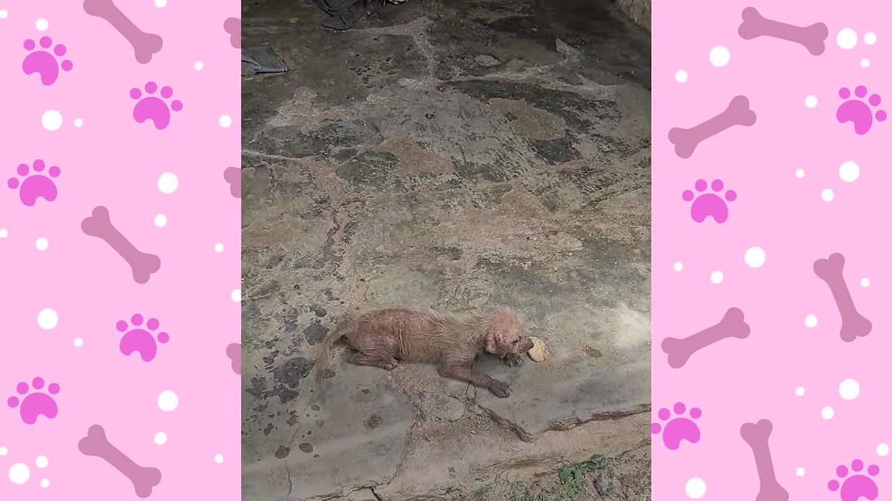 A small, thin, hairless puppy with mange lies on a dirty concrete floor.