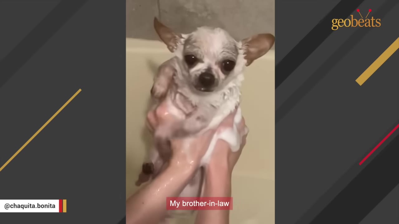 A tiny, wet chihuahua with large dark eyes is held gently in someone's hands during a bath.