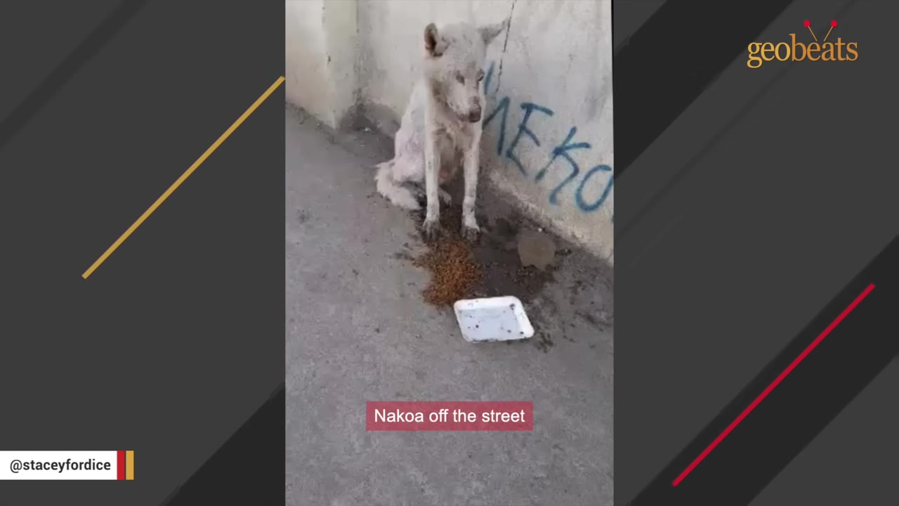 A dirty, neglected white dog sitting on a concrete street next to a wall with graffiti, with a small pile of food on the ground in front of it.