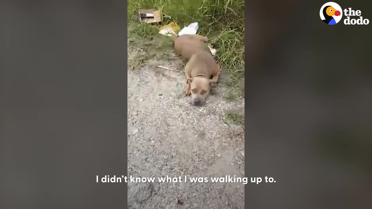 A tan dog lying motionless on a gravel path next to grassy weeds and roadside litter.