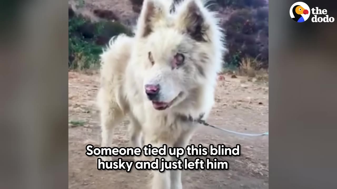 A fluffy, light-colored blind husky stands on a dirt path, showing signs of neglect around his eyes, with a leash attached to his collar.