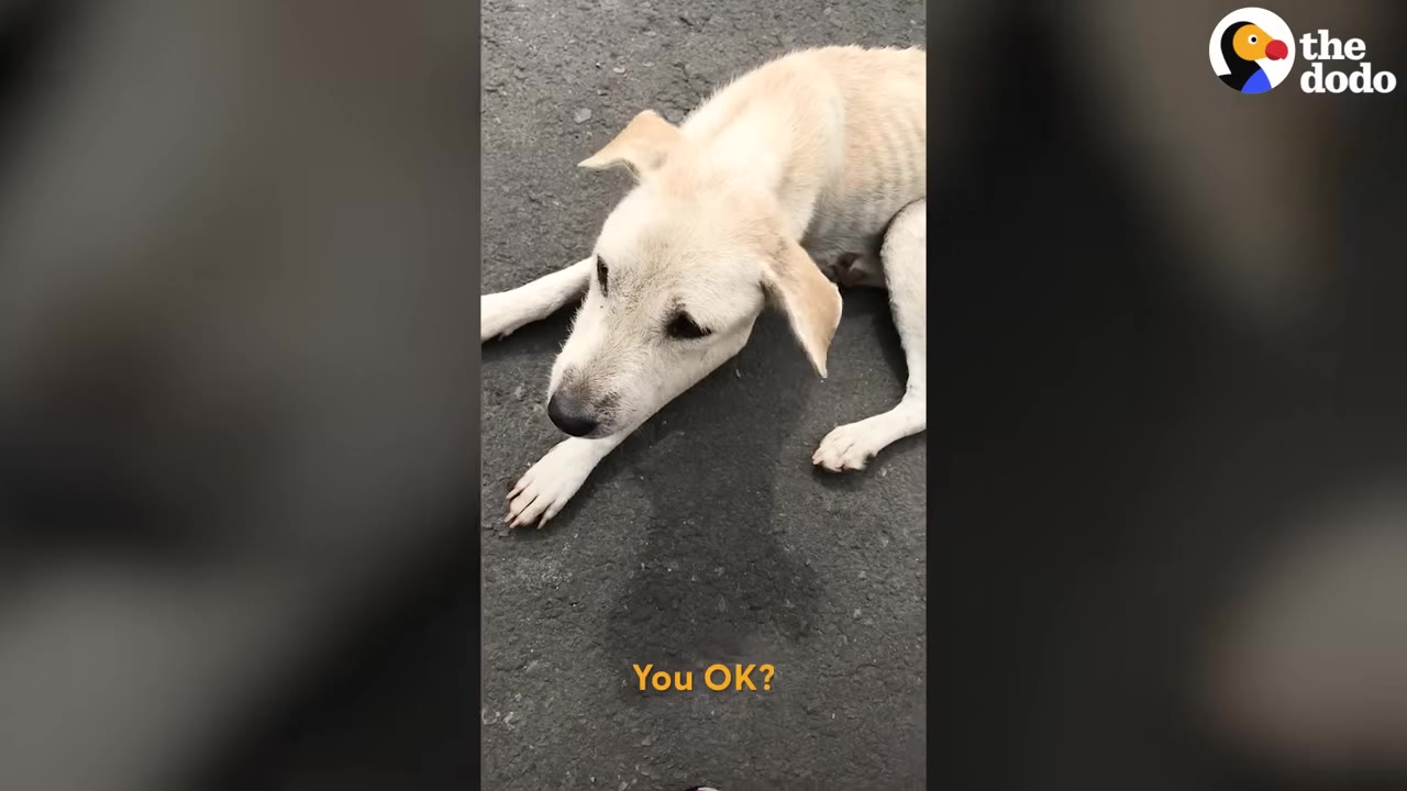 A thin, cream-colored dog lying weakly on the pavement, looking up with sad eyes.