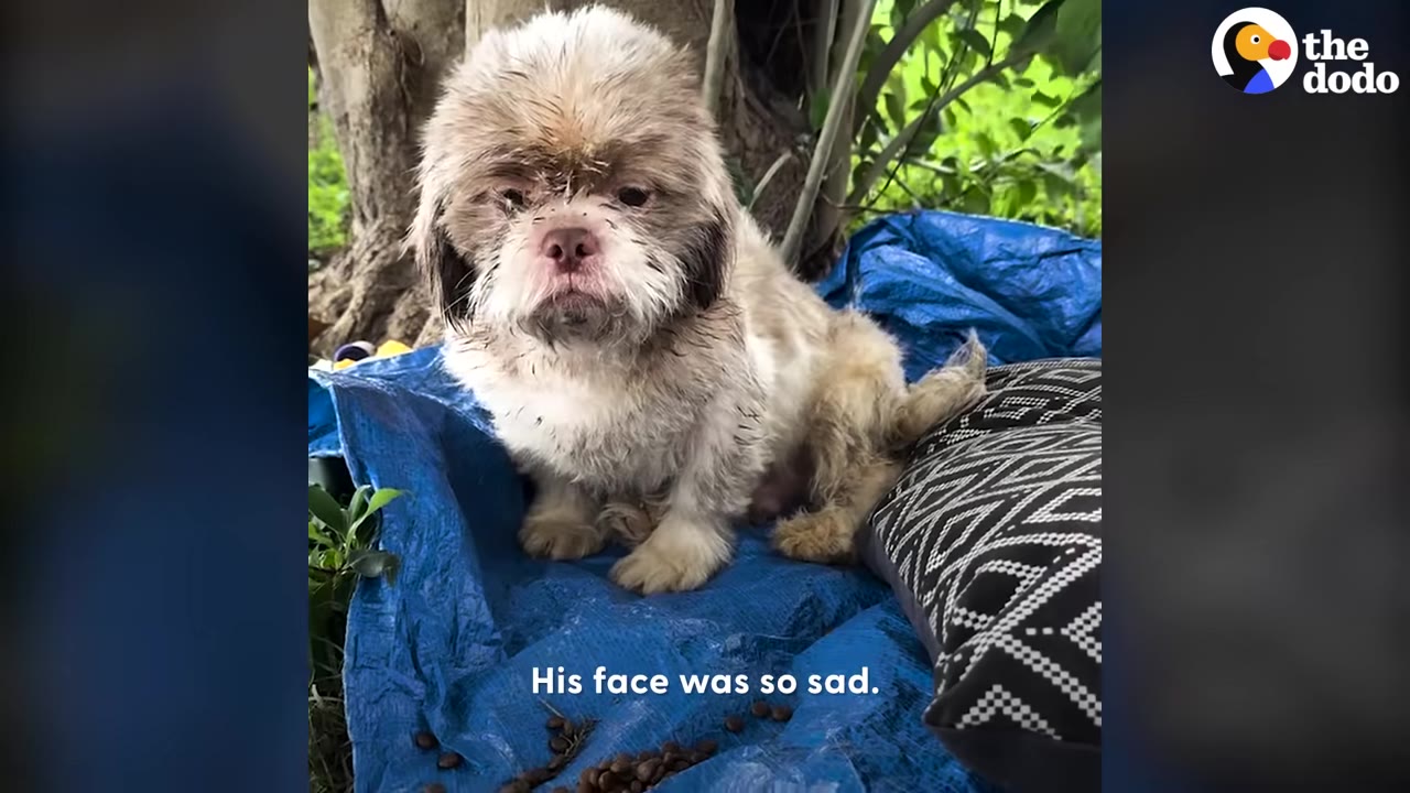 A small, scruffy, sad-looking dog sits on a blue tarp outdoors next to a patterned pet bed.