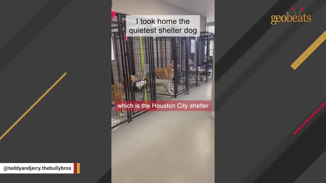 A row of metal dog kennels inside a shelter, with dogs visible inside some of them.