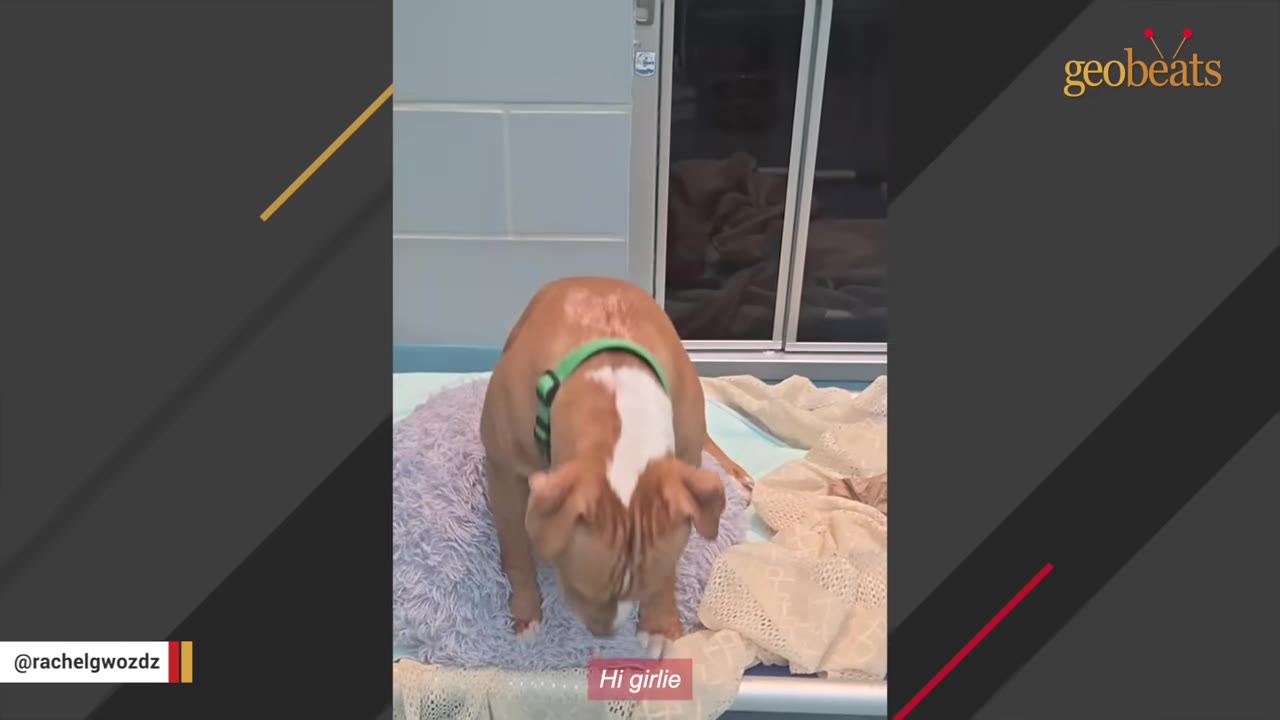 A brown and white dog wearing a green collar sits on a fluffy purple dog bed in a shelter kennel, looking down.