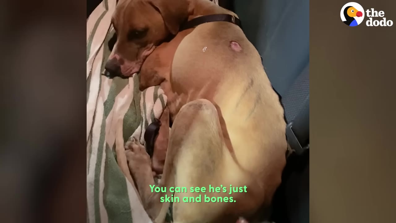 An emaciated brown dog with a wound on its back curls up on a striped blanket in the back of a car, looking thin and weak.