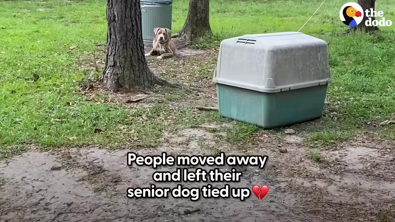 A tan dog is tied to a tree in a grassy yard next to a plastic dog house and a metal trash can.
