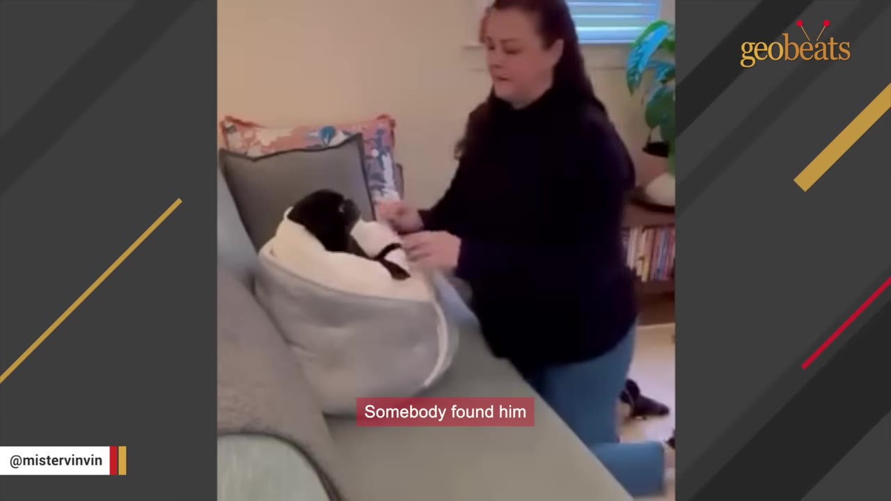 A woman kneeling next to a grey sofa, gently interacting with a small black dog resting in a white pet bed.
