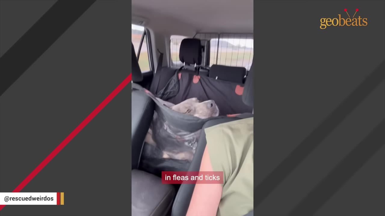 A grey dog lies in a black hammock-style seat cover in the back of a car, looking up with a sad expression.