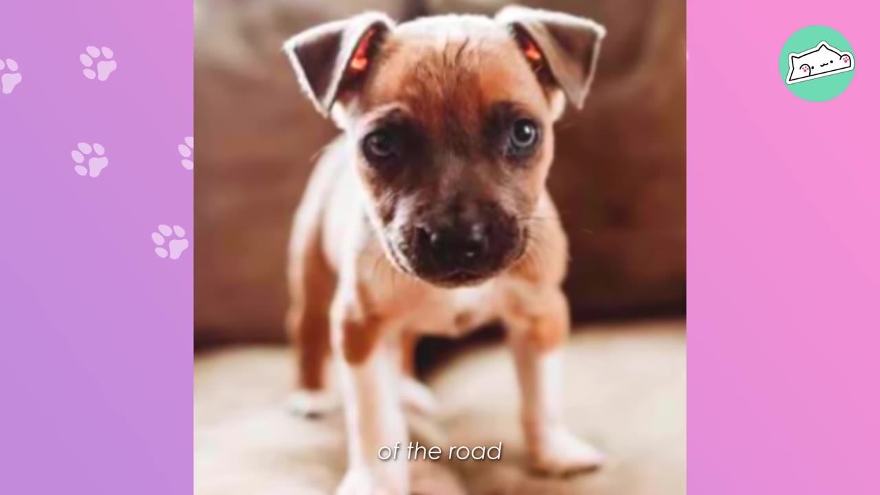 A close-up shot of a small brown and white puppy standing on a couch, looking directly at the camera.