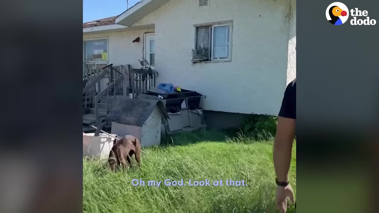 An extremely thin, emaciated brown dog stands in the tall grass of a yard in front of a house, as a person approaches.