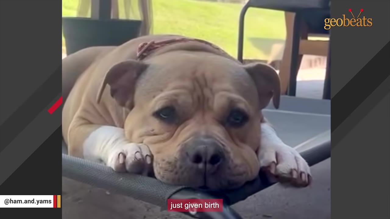 A close-up of a brown and white dog resting her head on her paws on a grey cot, looking sad.