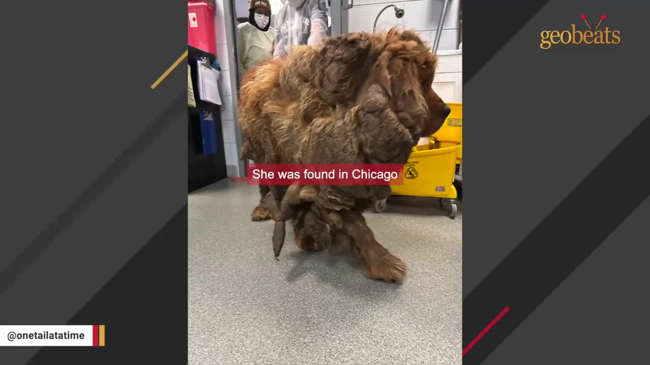 A dog with extremely matted, thick brown fur stands in a clinic hallway, with a text overlay reading 'She was found in Chicago'.