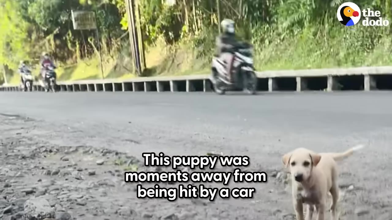 A small light-brown puppy stands on the gravel shoulder of a paved road as motorcycles drive past in the background.