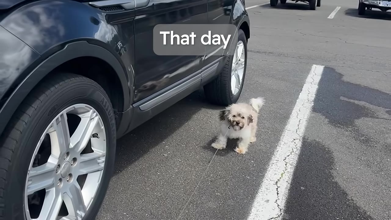 A small, fluffy white and tan dog stands on the asphalt next to a black SUV in a parking lot.
