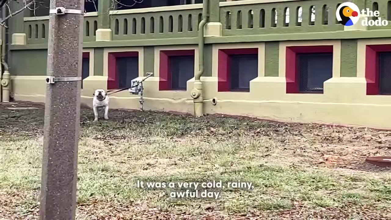 A white dog is tied to a pipe outside a green and yellow building on a cold day.