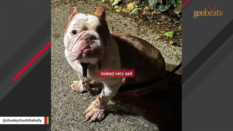 New York Bulldog Was Found Thin And Alone On A Street Corner, But One Strange Detail Stood Out