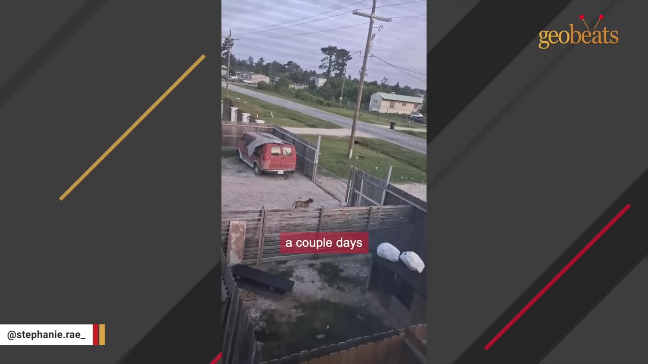 A high-angle view looking out a window at a fenced-in yard where a small brown dog is seen walking near a red van.