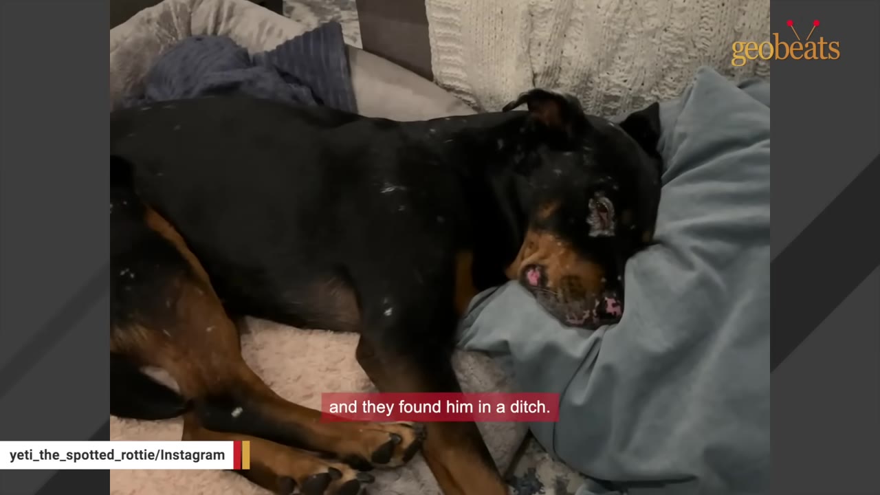 A black and tan dog with vitiligo spots around its eyes lies resting on a blue pillow and dog bed, looking injured.