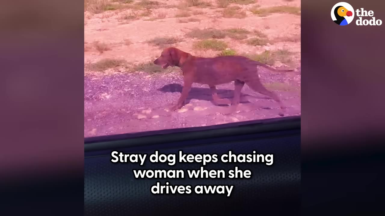 A brown dog running along a dirt path, viewed from inside a car window.