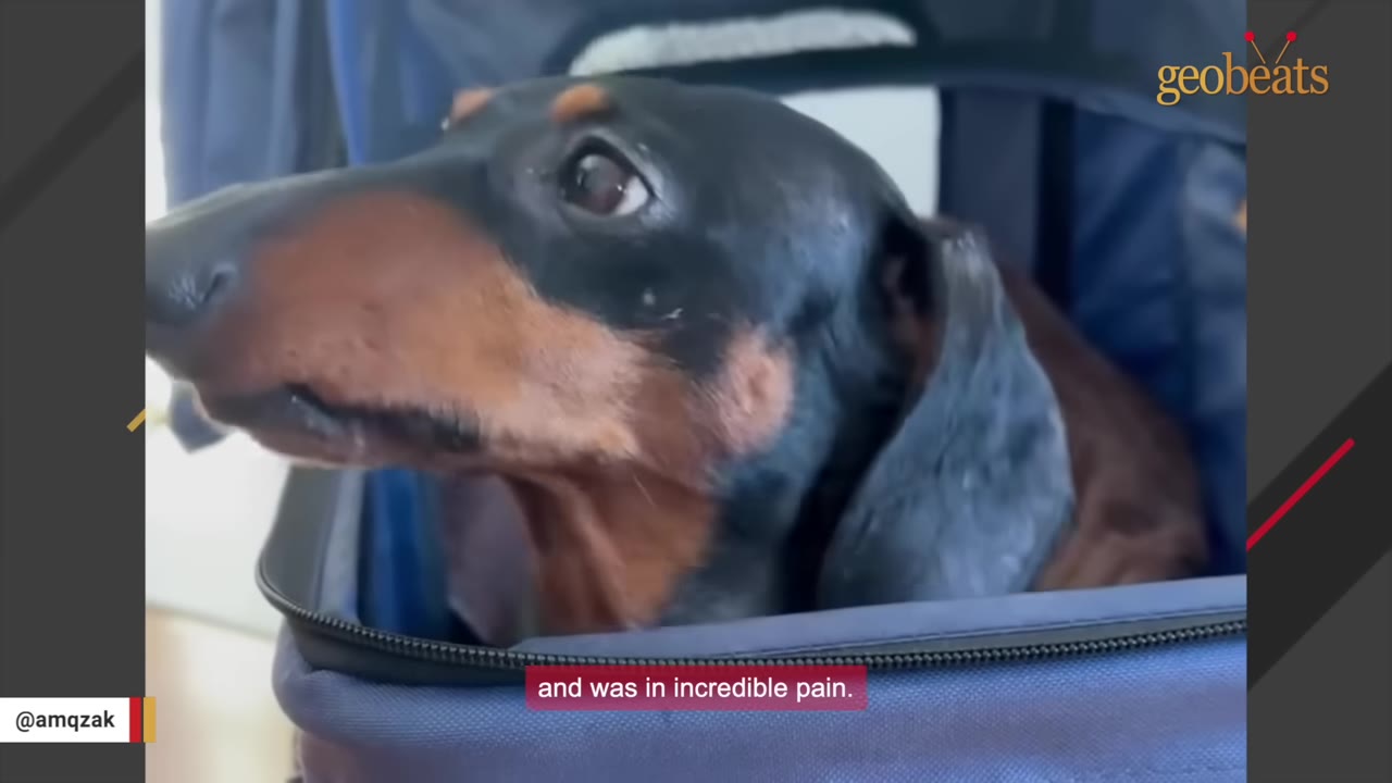 A close-up shot of a black and tan dachshund looking out from a blue pet carrier with a concerned expression.