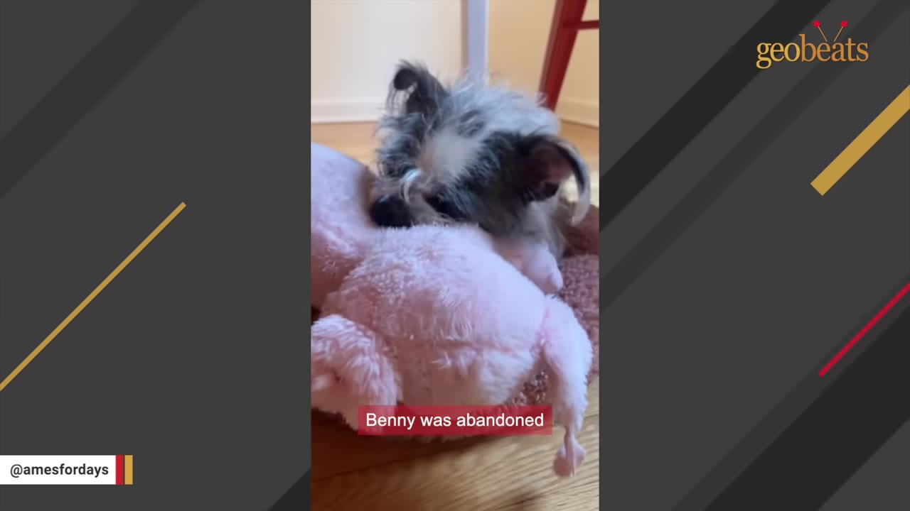 A small, scruffy grey and white dog rests its head on a large pink plush toy on a wooden floor.