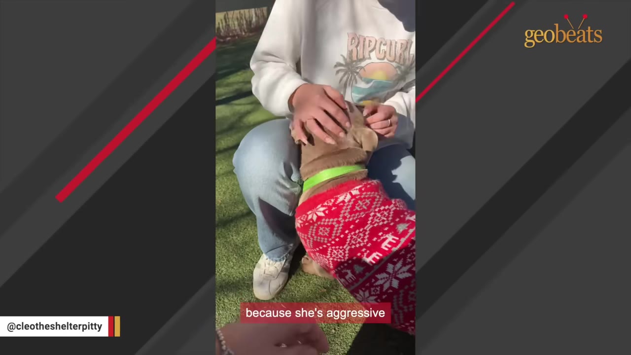 A person in a white sweatshirt and jeans sits on the grass, gently petting a brown dog wearing a red and white patterned sweater and a bright green collar.