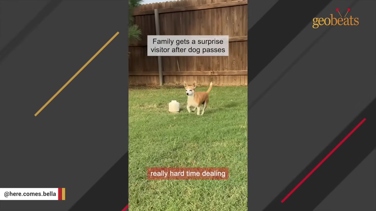 A small tan and white dog runs across a green grassy backyard in front of a wooden fence.