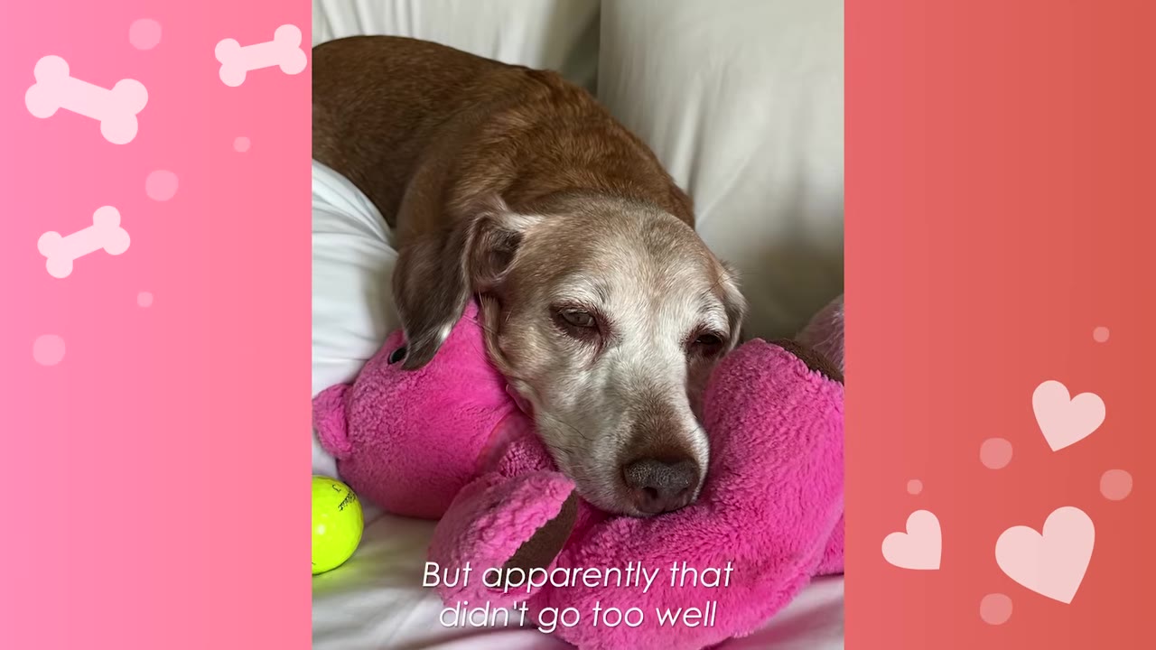 A brown and white dog resting its head on a pink plush toy on a white bed.