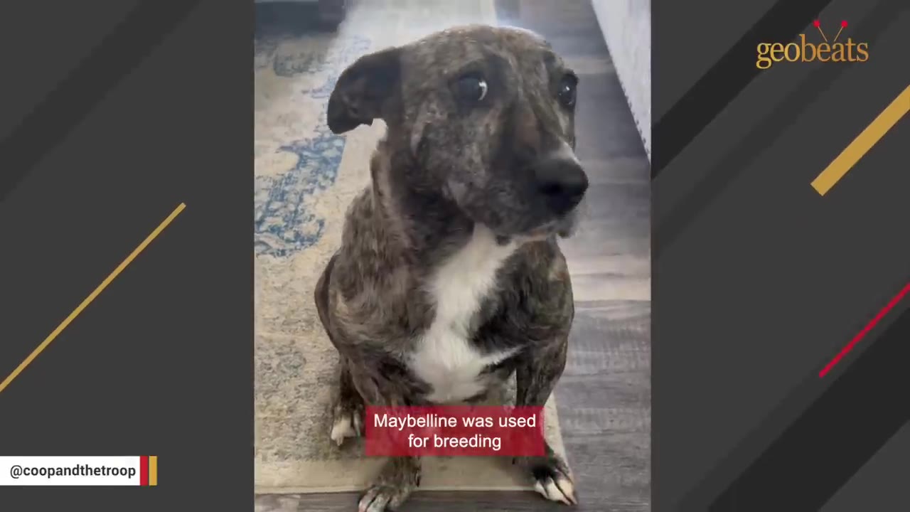 A close-up shot of a brindle and white dog named Maybelline sitting on a rug, looking up with wide, sad eyes.