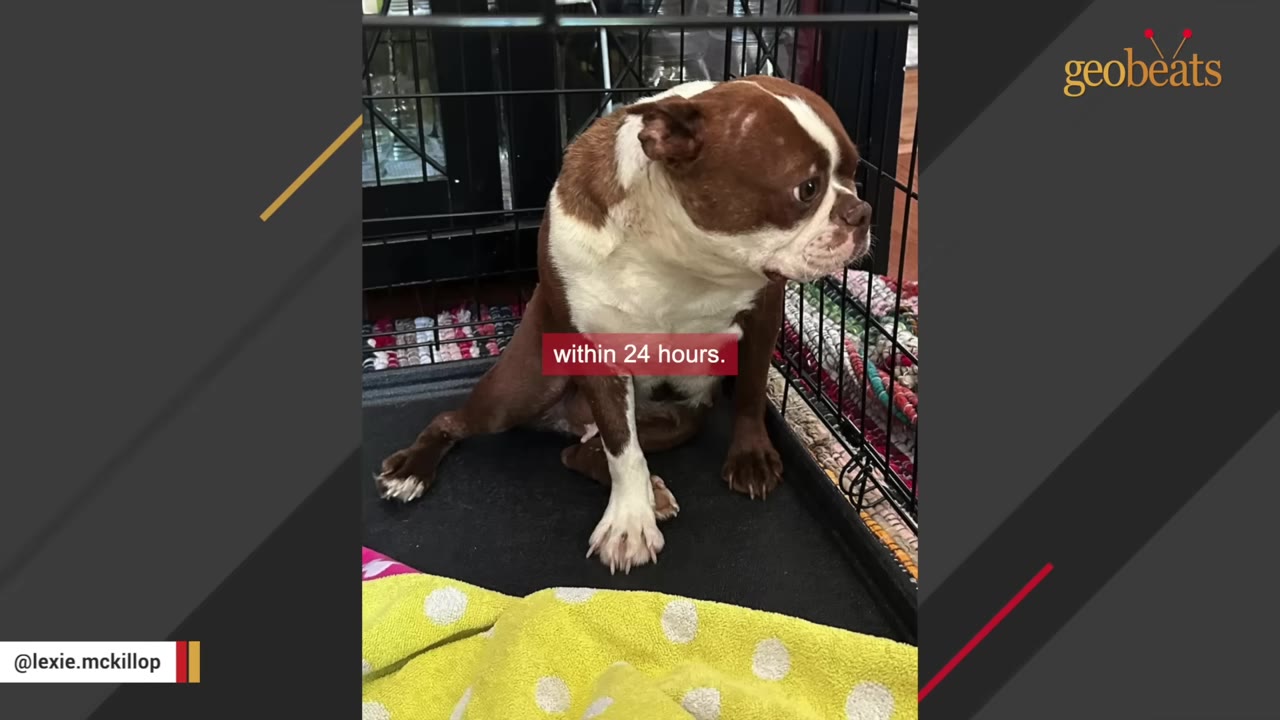 A brown and white Boston Terrier sits inside a wire crate, looking anxious and sad.