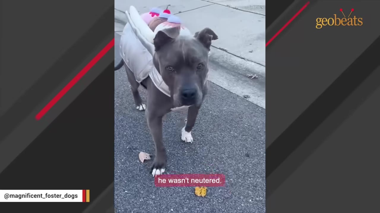 A gray pit bull wearing a light-colored vest stands on an asphalt surface, with a caption reading 'he wasn't neutered.'