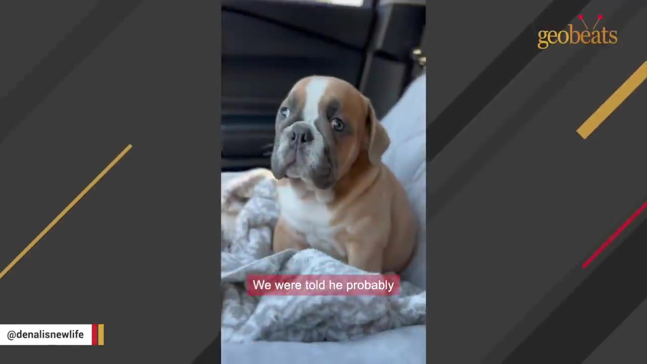 A small brown and white bulldog puppy sitting on a grey blanket in a car, looking up with a sad expression.