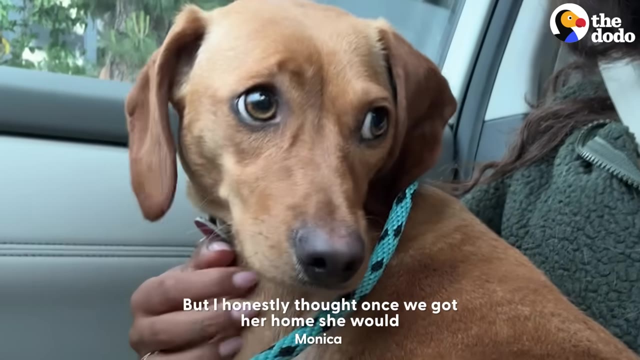 A close-up of a brown dachshund-mix dog looking anxious and wide-eyed while being held in a car, with text overlay reading 'But I honestly thought once we got her home she would'.