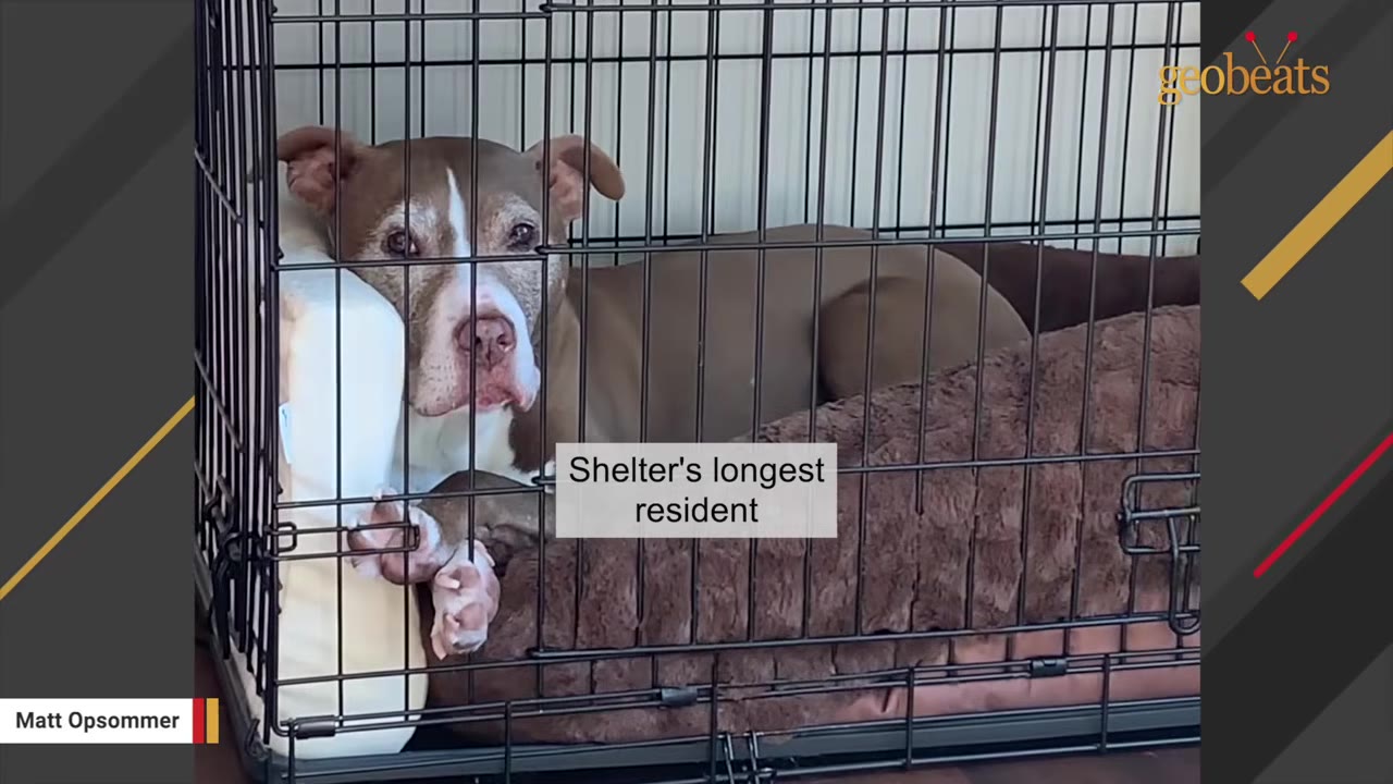 A brown and white dog with a sad expression lies inside a wire crate, looking directly through the bars.