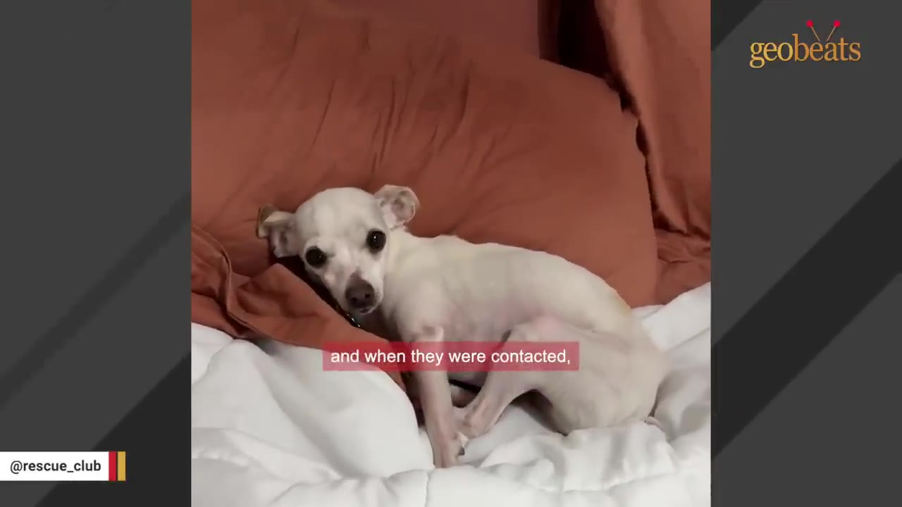 A small, white chihuahua-mix dog lies curled up on a bed with a white comforter and terracotta-colored pillows, looking directly at the camera with a sad expression.