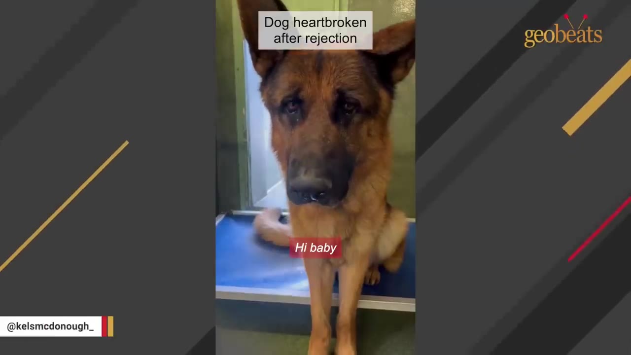 A German Shepherd with sad eyes sits on a blue raised bed inside a shelter kennel.