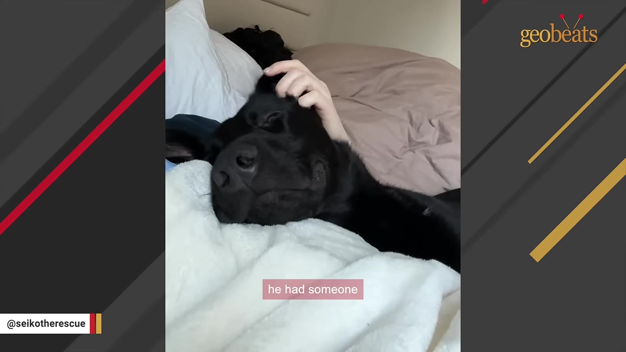 A black dog lies in bed with its head resting on a white blanket while a hand gently pets its head.