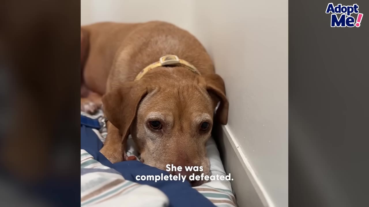A close-up of a sad-looking brown dog lying down on a blanket, looking directly at the camera with a defeated expression.