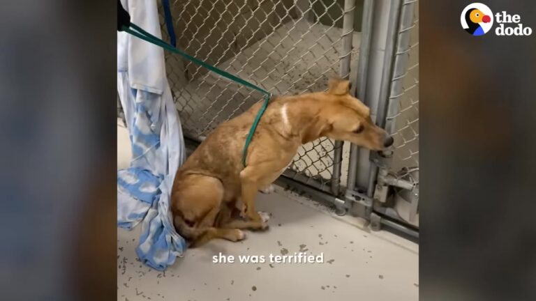 Frightened Texas Dog Shook And Cried Behind A Shelter Fence, Unsure Who She Could Trust
