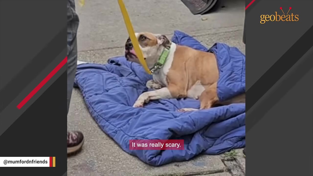 A brown and white dog lies on a blue blanket on the ground, looking up with a worried expression.