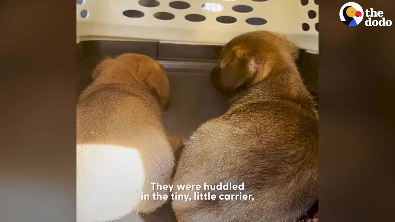 Two small brown puppies huddled together inside a plastic pet carrier, facing away from the camera.