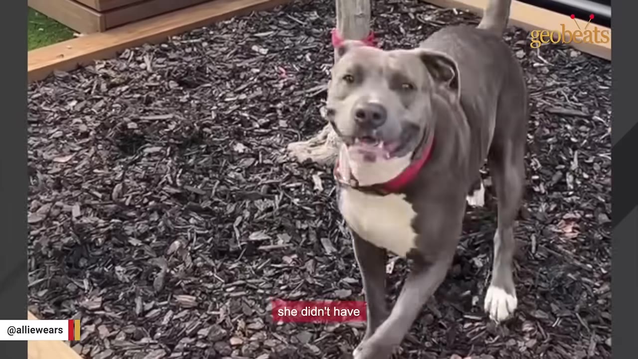 A grey and white dog with a red collar standing outside on wood mulch.