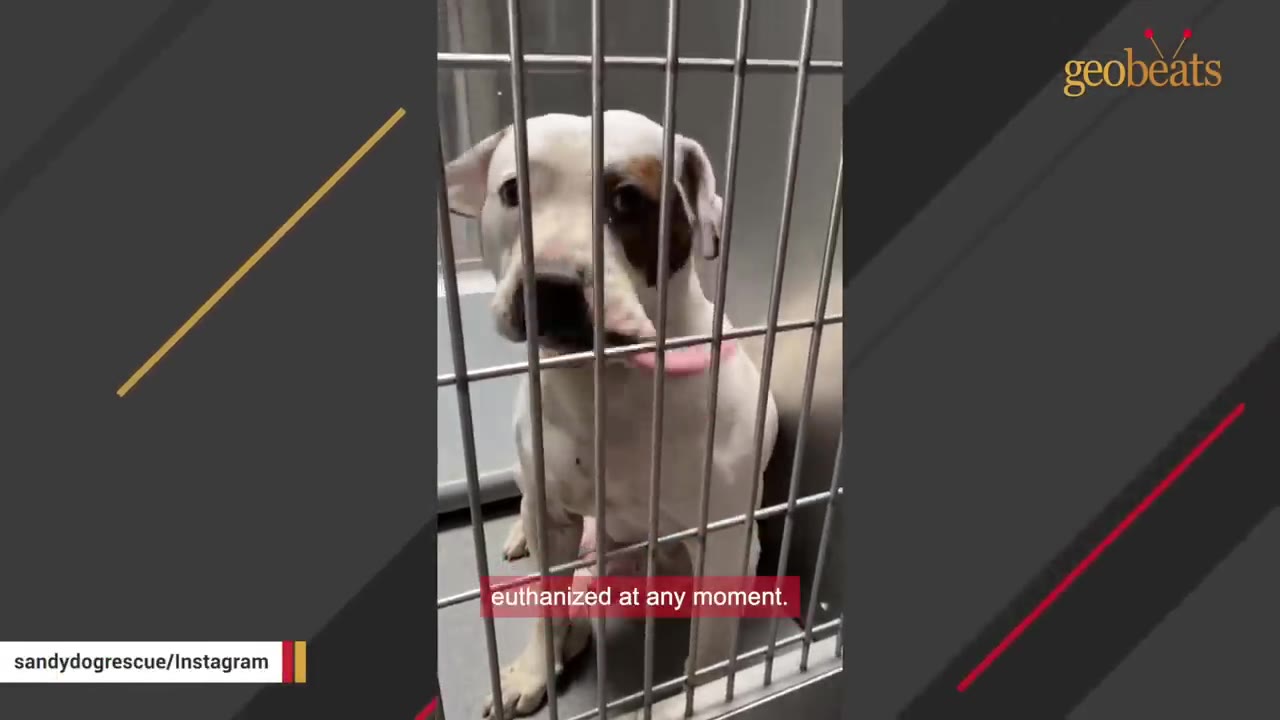 A white dog with a brown patch over its left eye sits behind the metal bars of a shelter kennel, looking out with wide, sad eyes.