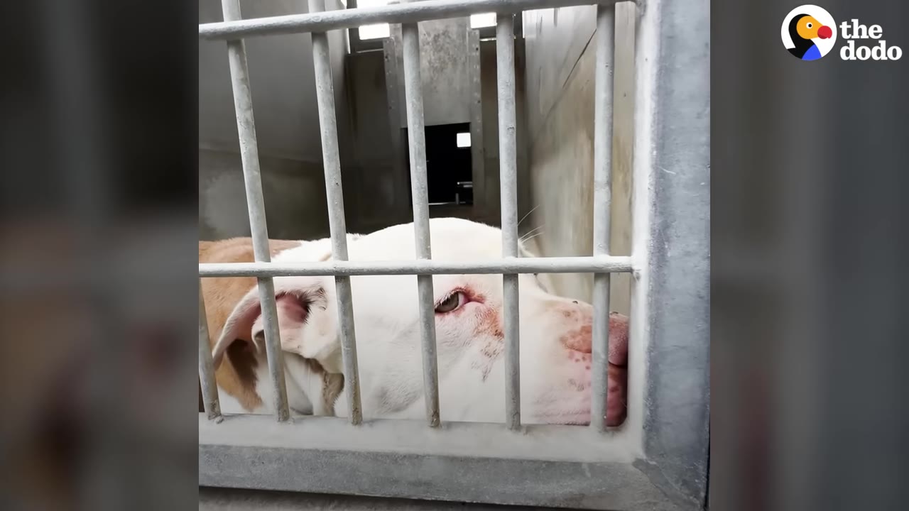 A sad white and brown dog looks out from behind the metal bars of a shelter kennel.